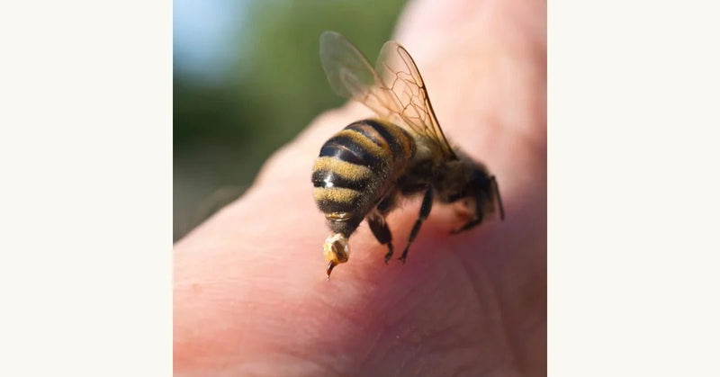 Bee Venom Therapy: Benefits, Risks, and Considerations for Health - Beessential