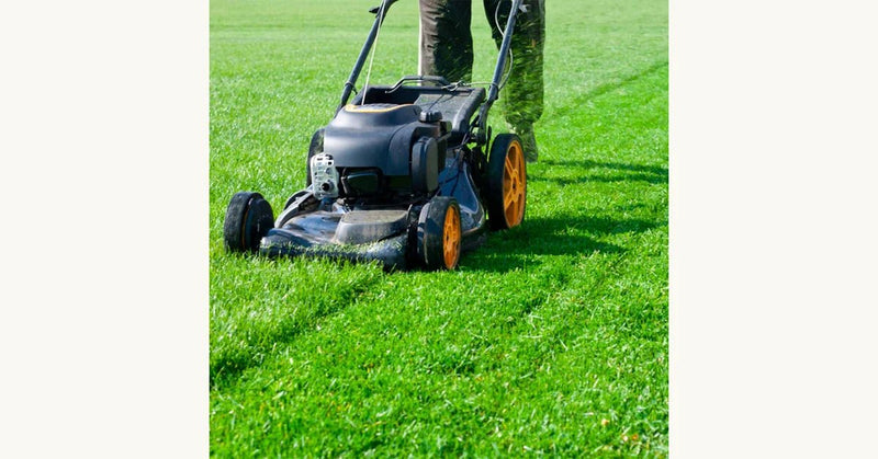 Could Mowing Your Lawn Cause Environmental Damage? Here's What You Need to Know