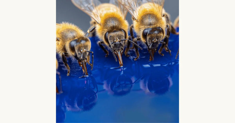 How Do Bees Stay Cool in Extreme Heat? Nature’s Temperature Control Explained - Beessential