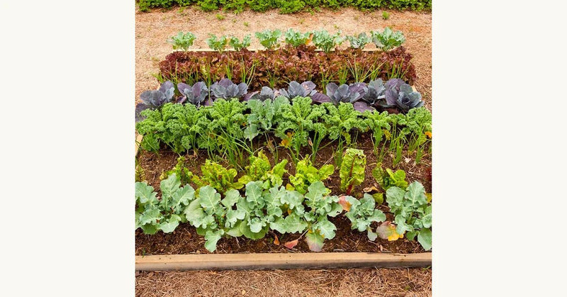 How to Grow Indoor Herbs and Plants This Winter - Beessential