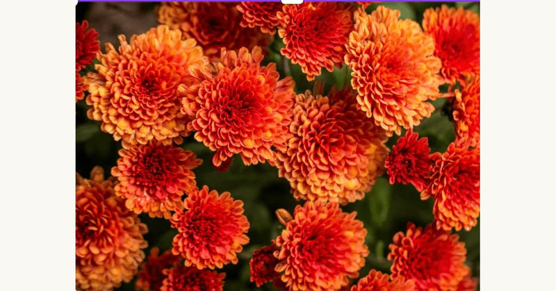 How to Plant and Care for Mums This Fall: Tips for Strong Roots and Vibrant Blooms