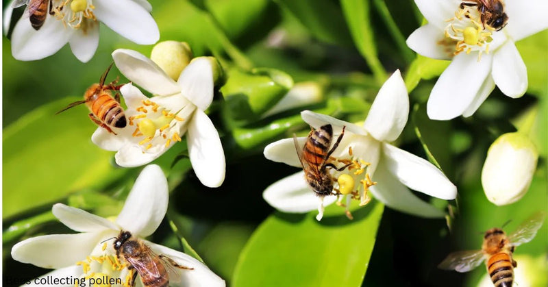 Propolis Benefits for Natural Skincare - Beessential
