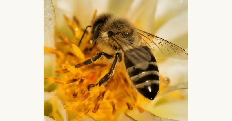 Why Do Bees Buzz? Uncover the Fascinating Reasons Behind Bee Buzzing - Beessential