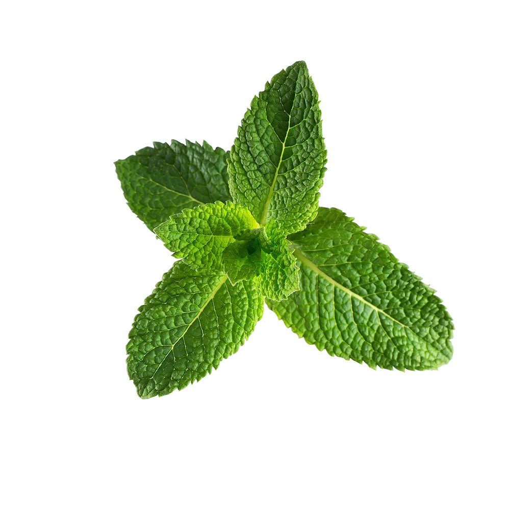 Peppermint Body Wash with All Natural Essential Oils - Beessential