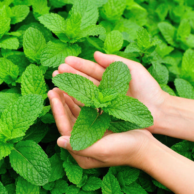 Tea Tree and Mint Shampoo is a refreshing sulfate-free shampoo made for hair and scalp that need a clean, invigorating reset